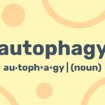 Autophagy Fasting: What & Why