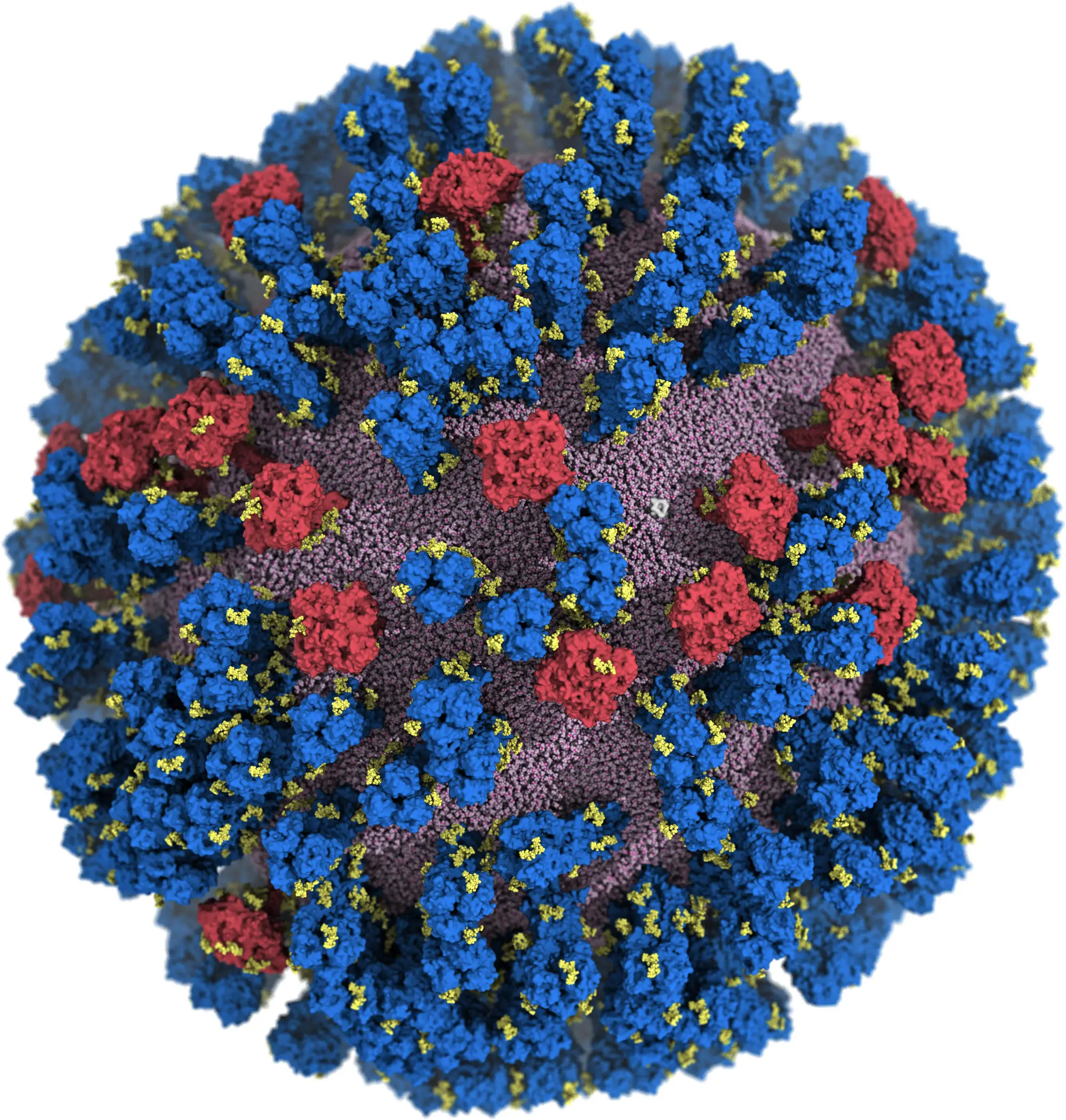 Universal Flu Vaccine: Computer Model Shows Hope