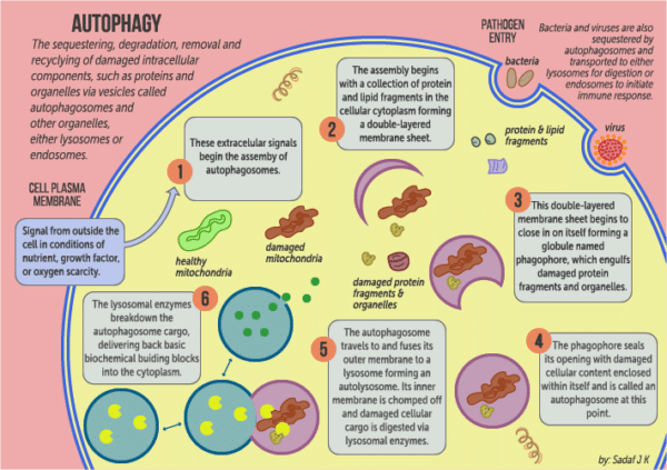 Autophagy