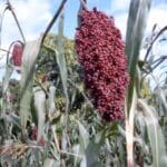 Sorghum