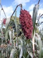 Sorghum