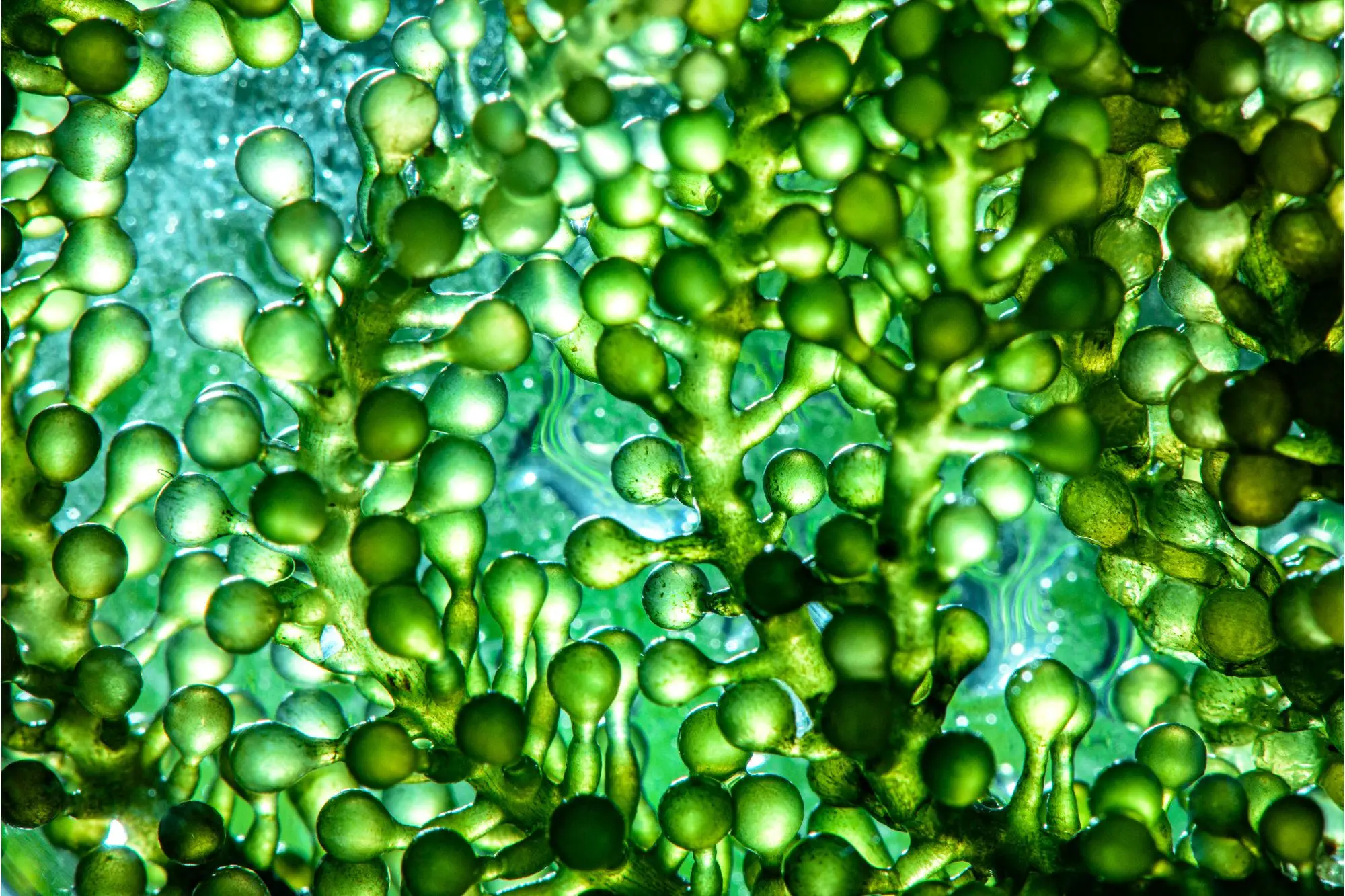 Is Microalgae the Next Superfood?