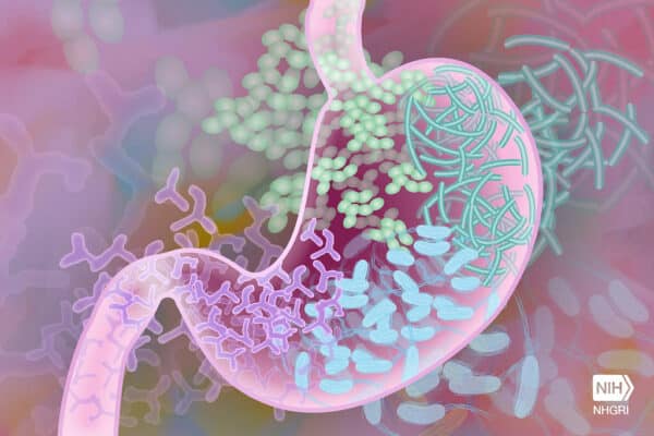 healthy gut microbiome