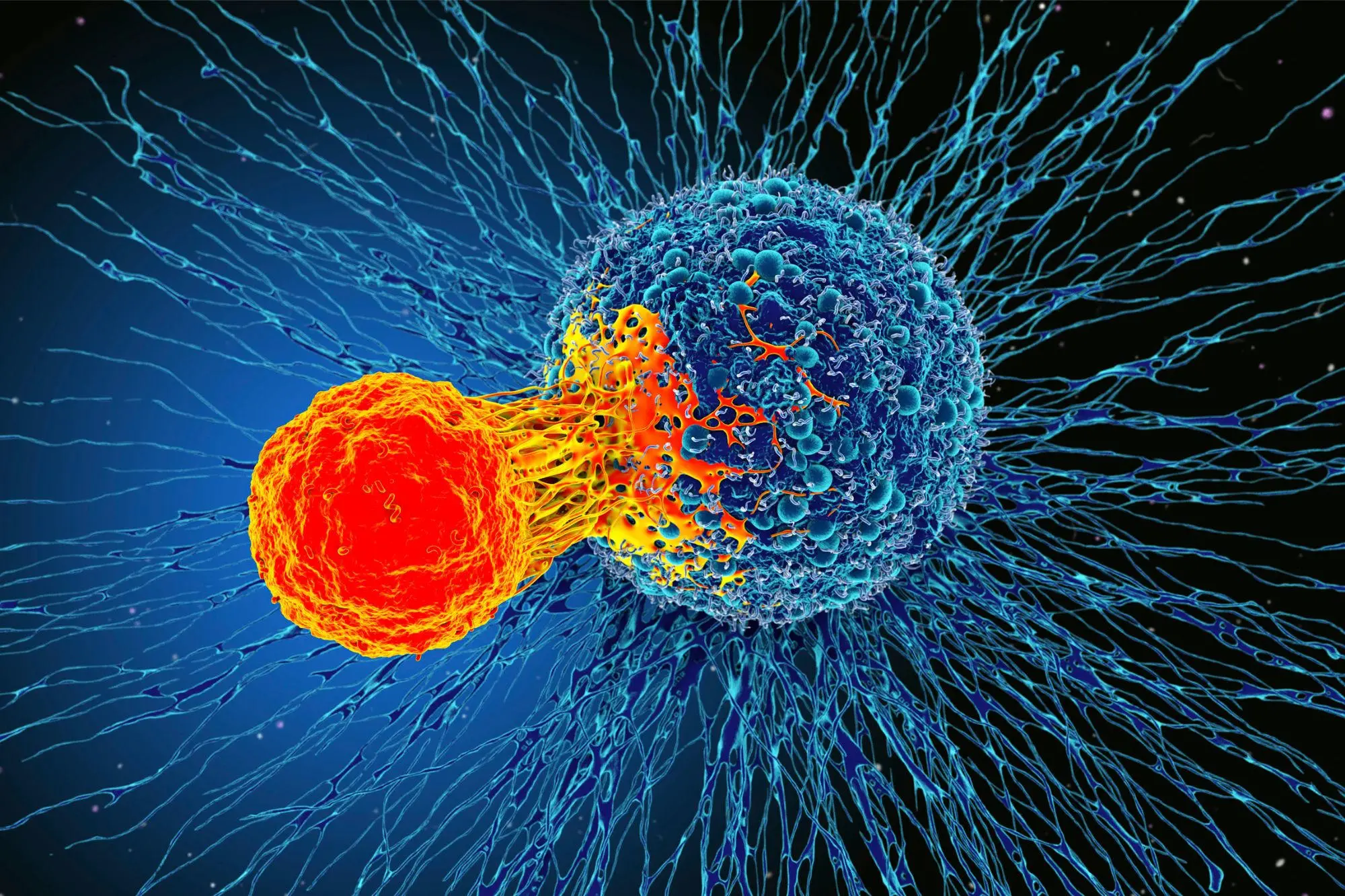 How Immune Cells Respond to Cancer Cells: New Insights