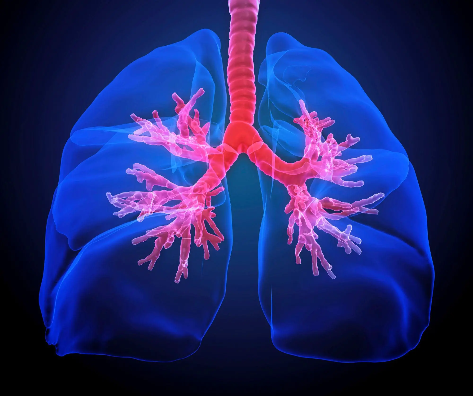 Longer-lasting donor lungs with new storage