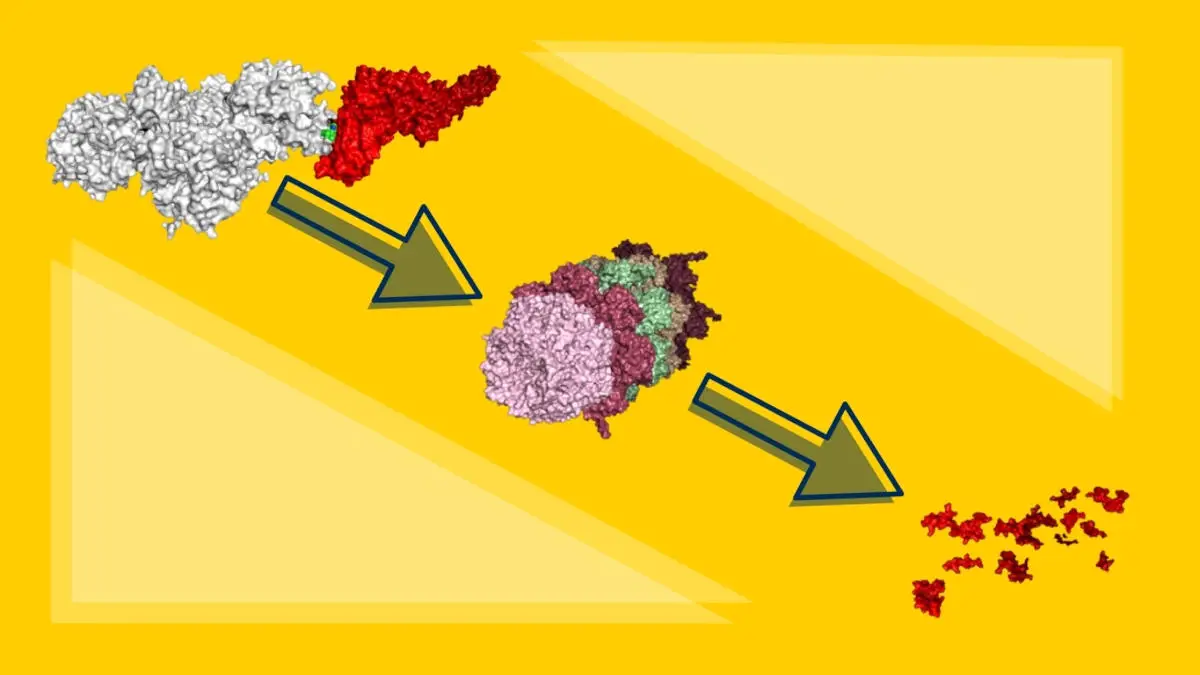 New Method Targets Undruggable Cancer – Researchers Succeed