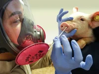 Human-to-Pig Transmission of Swine Flu Strain Occurred Almost 400 Times Since H1N1 Pandemic