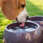 Why Dogs Should Avoid Public Water Bowls: A Veterinarian Explains