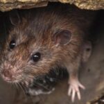 Rats Transmitting Deadly Disease in Boston