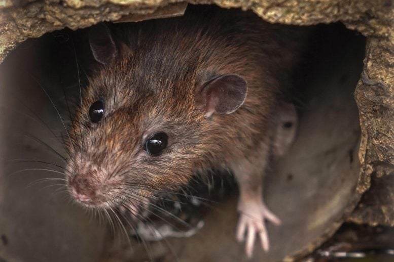 Rats Transmitting Deadly Disease in Boston
