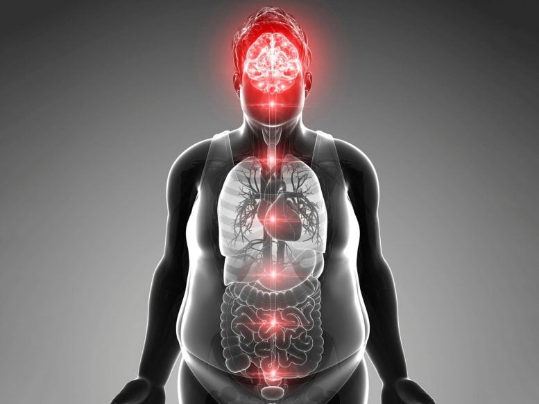 Diet’s Impact on the Brain: Study Links Fat to Anxiety