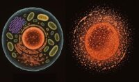 Halting Cell Death: A Potential Key to Longevity