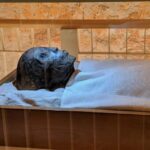 Deadly Mold: From Fatal to Life-Saving for Thousands