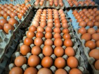 7 Egg Brands to Check After the Major Recall