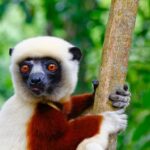 Lemurs Age Without Inflammation: Can Humans Follow Suit?