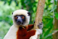 Lemurs Age Without Inflammation: Can Humans Follow Suit?