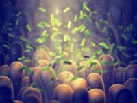 Study Reveals Probiotics’ Role in Combating Pesticide Harm