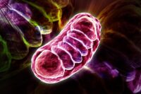 Scientists Reveal New Discovery in Cellular Power Plants