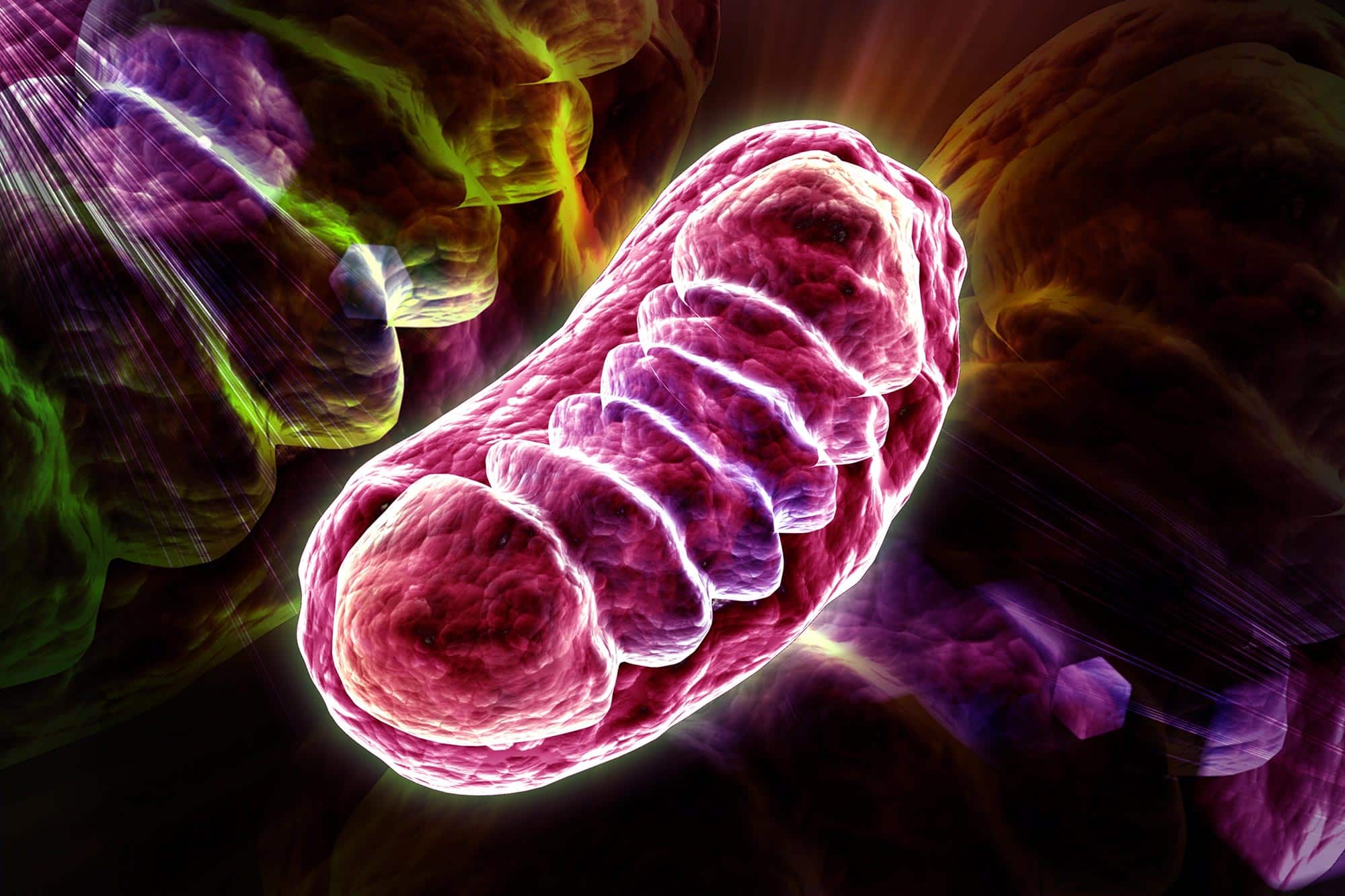 Scientists Reveal New Discovery in Cellular Power Plants