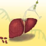 Scientists Reveal Why Alcohol Hinders Liver Regeneration Post-Quit