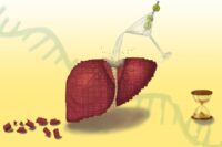 Scientists Reveal Why Alcohol Hinders Liver Regeneration Post-Quit