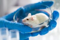 Stanford Researchers Reverse Autism Symptoms in Mice