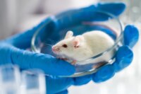 Scientists Boost Lifespan by 70% in Elderly Male Mice