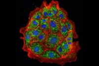 Blocking One Fat Molecule May Protect Your Kidneys