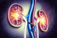 Antibody Targets Kidney Cysts to Inhibit Their Growth