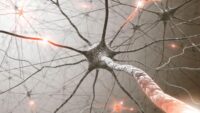 Scientists Uncover How Damaged Neurons Can Overcome Degeneration