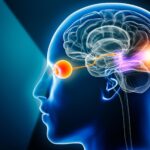 The Brain’s Hidden Repair Mechanism Aids Vision Recovery After Trauma