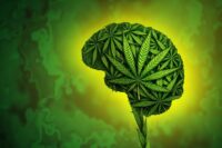 Rats Signal Hidden Stress That Triggers Cannabis Cravings