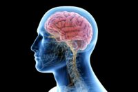 Scientists Identify New “Cleanup Hub” in the Human Brain