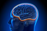 Exercise Fights Brain Leakiness Caused by Aging