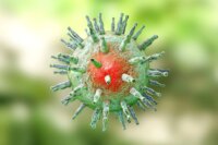 Breakthrough Discovery Targets Virus Affecting 95% Globally