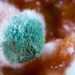 A Blood Protein May Revolutionize Treatment for Severe Fungal Disease