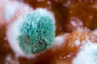 A Blood Protein May Revolutionize Treatment for Severe Fungal Disease