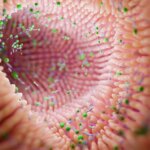 A Curious Gut Microbe Found in Healthy People Globally