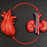 How Chronic Kidney Disease Impacts Heart Health Indirectly