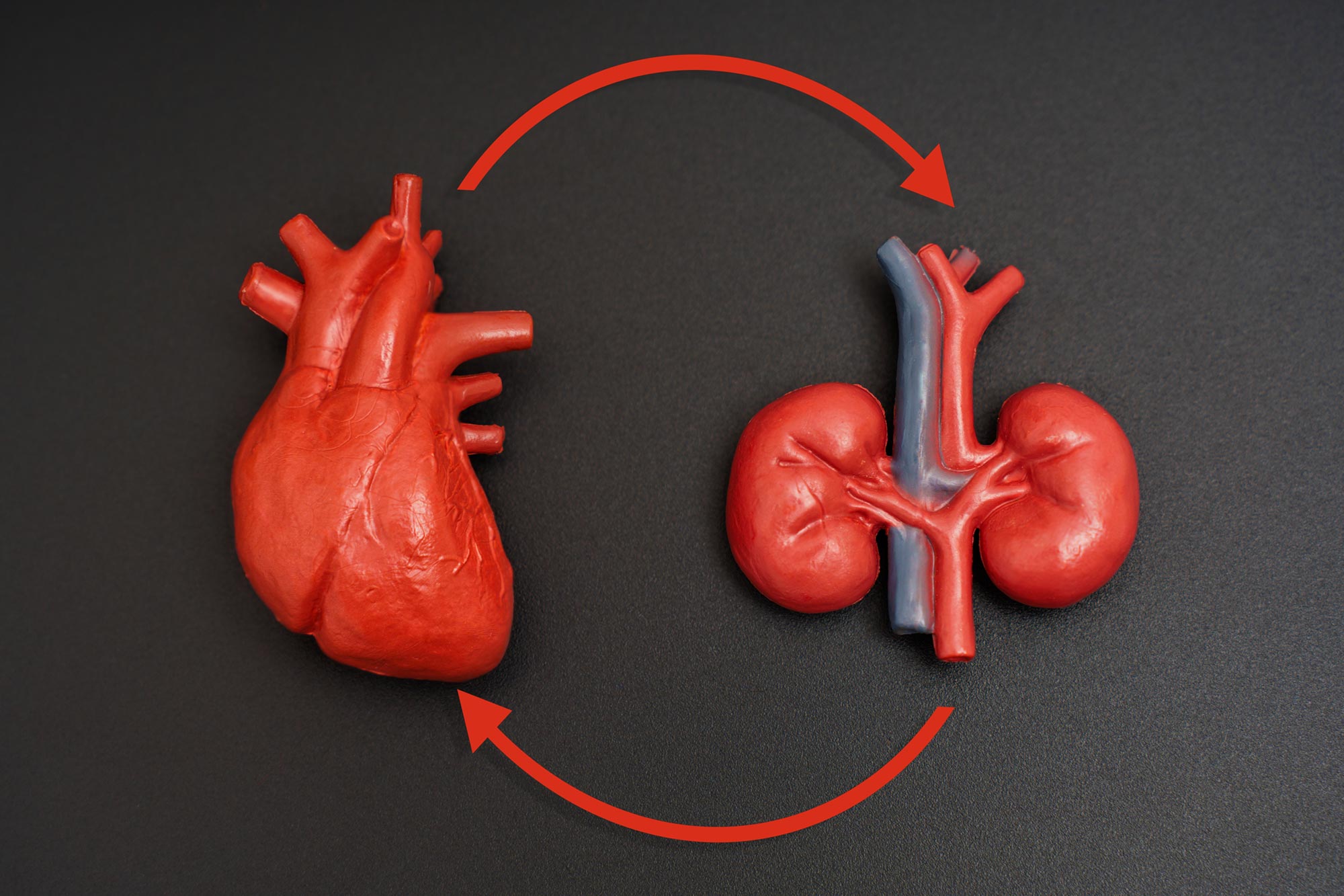 How Chronic Kidney Disease Impacts Heart Health Indirectly