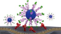 Scientists Enhance HPV Vaccine Efficacy with Small Structural Change