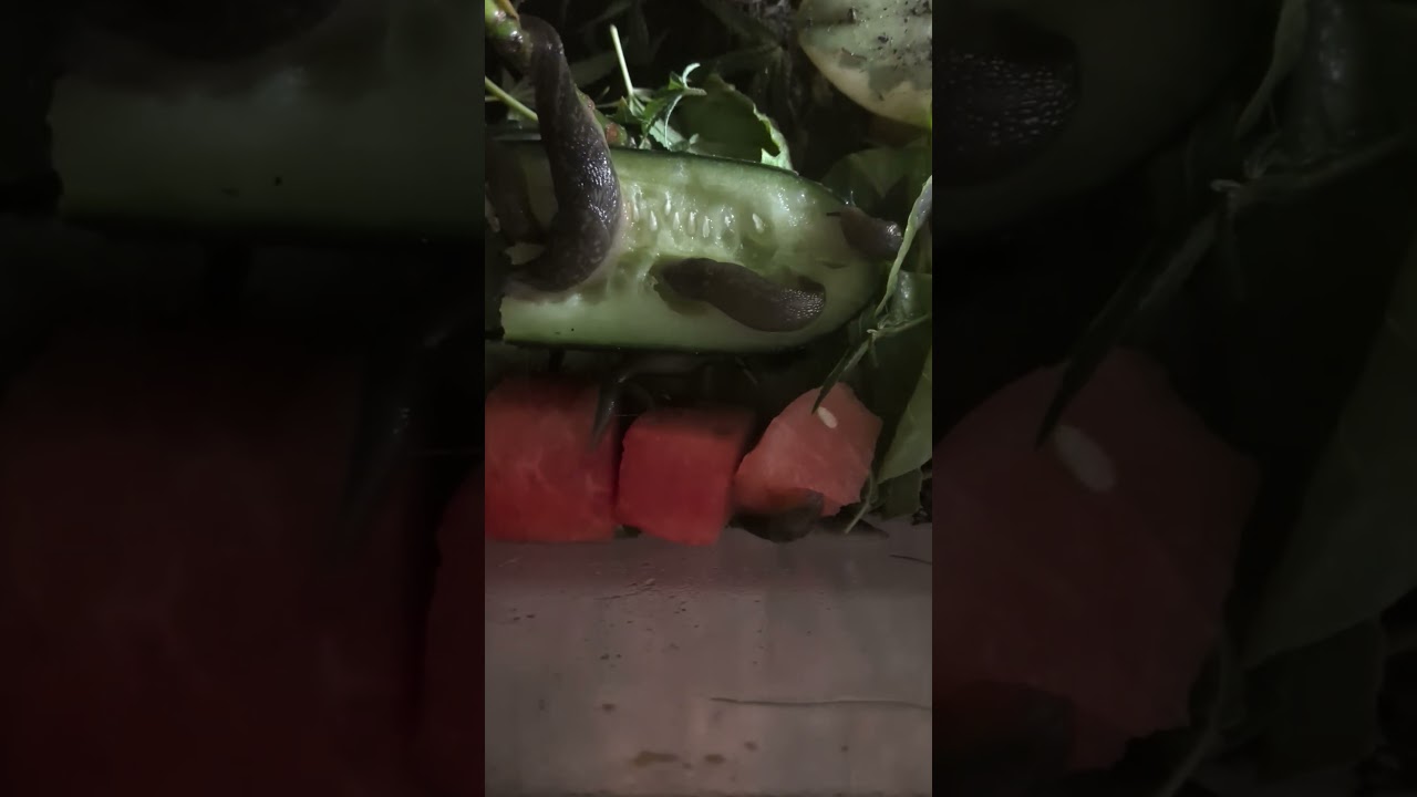 Learn About Microbiomes in Terrariums: Subscribe for More!