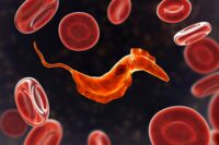 Invisible Parasite Evades Detection by Shedding Its Genes