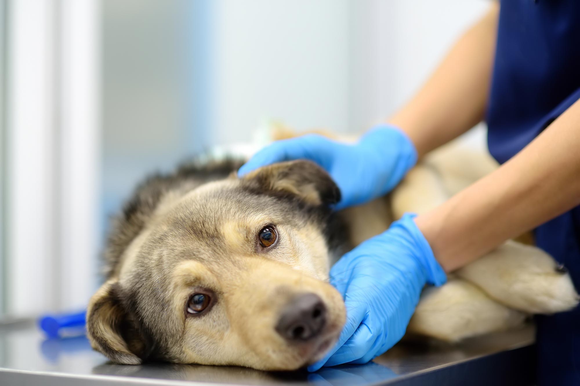 New Tick-Borne Bacteria Found in U.S. Dogs - DeFuck Media