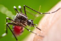 Urban Expansion in the Amazon: Yellow Fever’s Resurgence