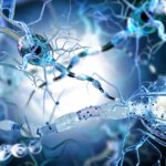 Scientists Uncover Mechanism of Brain Cell Death in MS