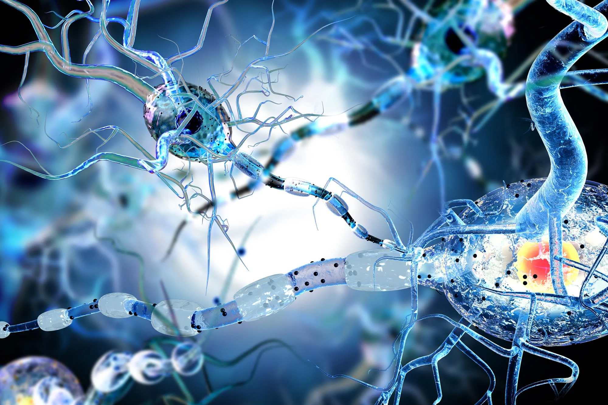 Scientists Uncover Mechanism of Brain Cell Death in MS