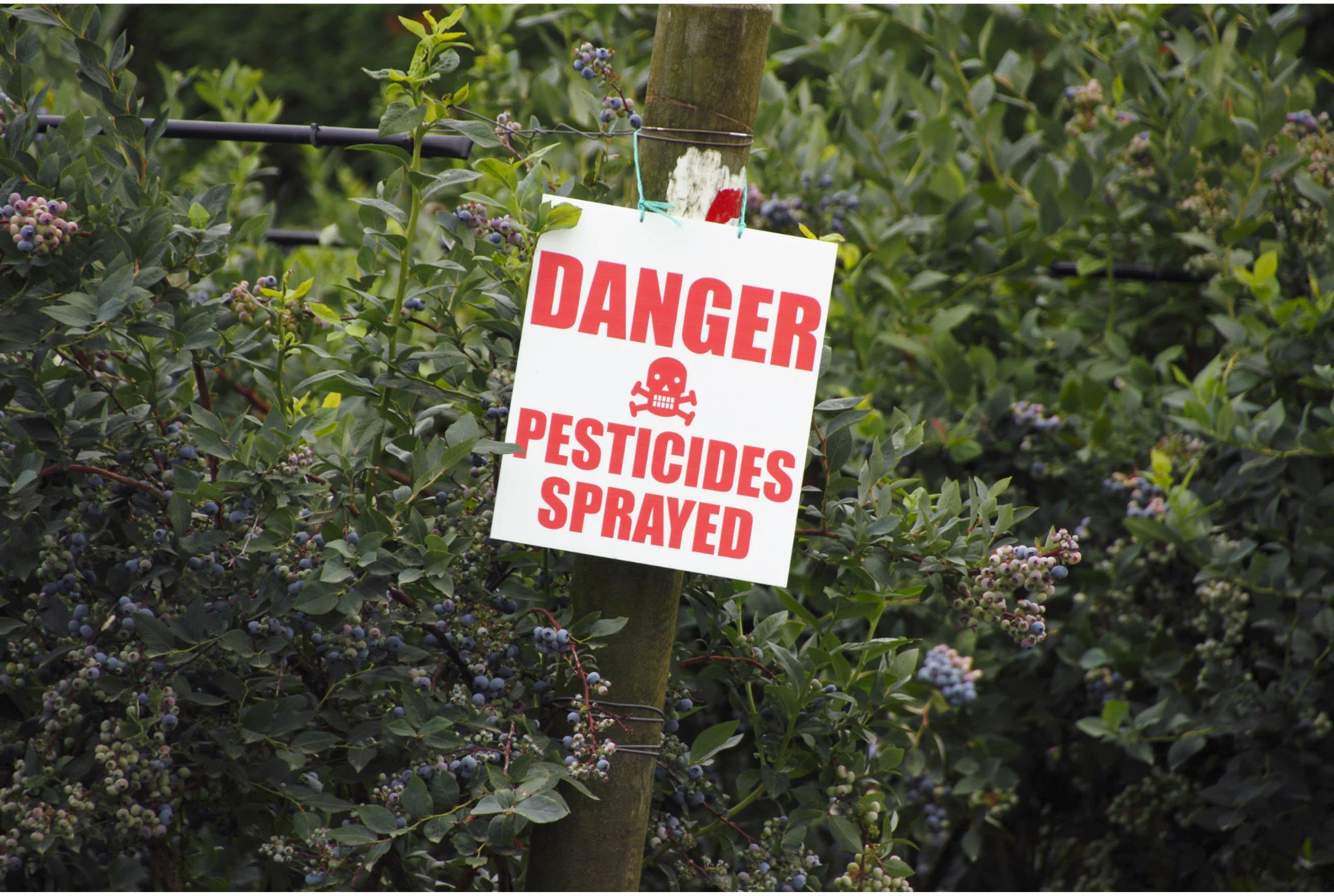 Rethinking Pesticides and Cancer: New Study Questions Safe Levels