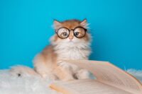 Household Cats May Unlock Secrets to Breast Cancer Research