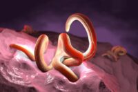 The Surprising Diet Rule for Beneficial Parasites